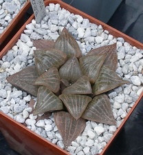  Выставка 03-05.06.2011 на Куликовом поле