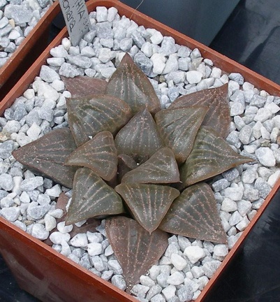  Выставка 03-05.06.2011 на Куликовом поле