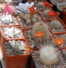  Выставка 03-05.06.2011 на Куликовом поле