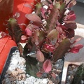  Выставка 03-05.06.2011 на Куликовом поле