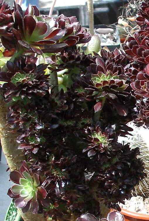  Выставка 03-05.06.2011 на Куликовом поле