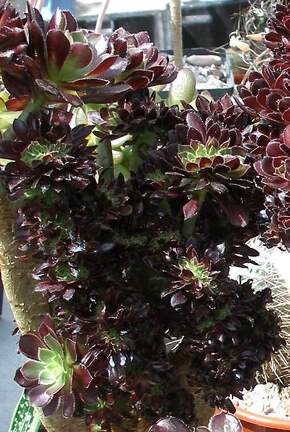  Выставка 03-05.06.2011 на Куликовом поле