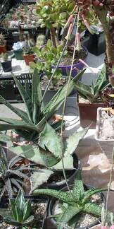  Выставка 03-05.06.2011 на Куликовом поле