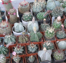  Выставка 03-05.06.2011 на Куликовом поле