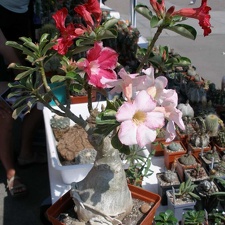  Выставка 03-05.06.2011 на Куликовом поле