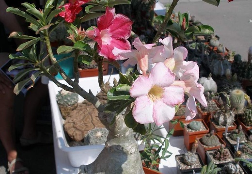  Выставка 03-05.06.2011 на Куликовом поле