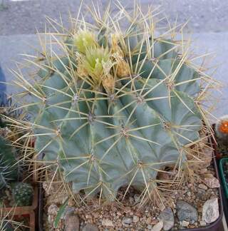  Выставка 03-05.06.2011 на Куликовом поле