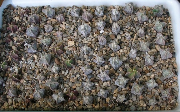  Выставка 03-05.06.2011 на Куликовом поле