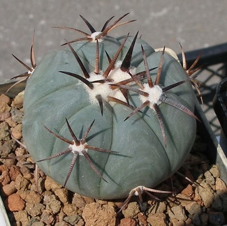  Выставка 03-05.06.2011 на Куликовом поле