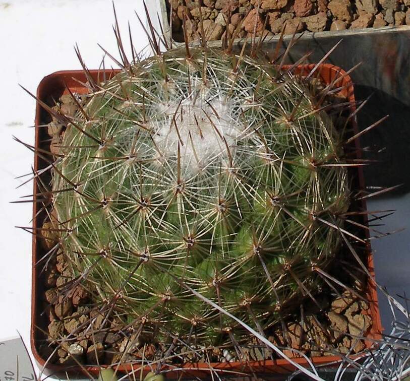  Выставка 03-05.06.2011 на Куликовом поле