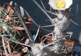  Выставка 03-05.06.2011 на Куликовом поле