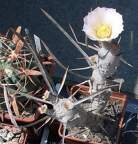  Выставка 03-05.06.2011 на Куликовом поле