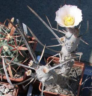  Выставка 03-05.06.2011 на Куликовом поле