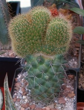  Выставка 03-05.06.2011 на Куликовом поле