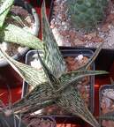  Выставка 03-05.06.2011 на Куликовом поле