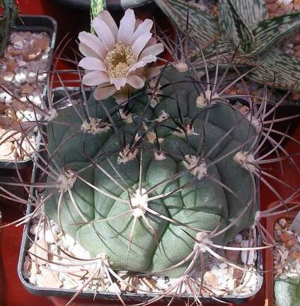  Выставка 03-05.06.2011 на Куликовом поле