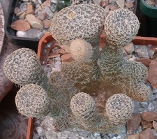  Выставка 03-05.06.2011 на Куликовом поле