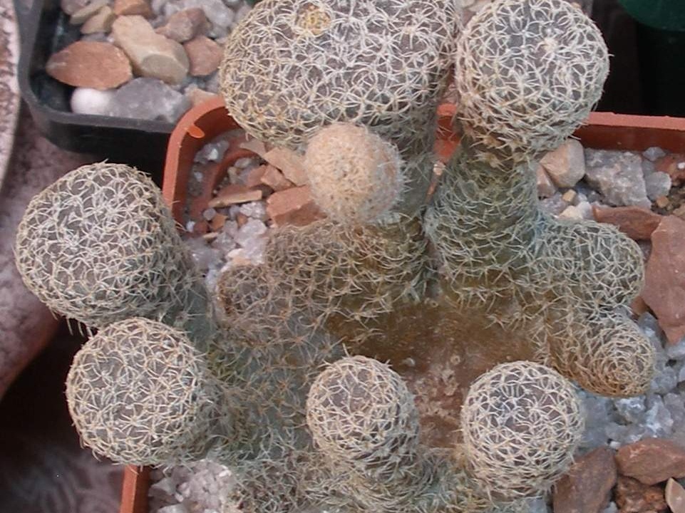  Выставка 03-05.06.2011 на Куликовом поле