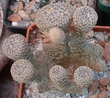  Выставка 03-05.06.2011 на Куликовом поле