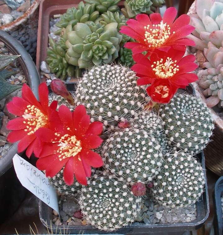  Выставка 03-05.06.2011 на Куликовом поле