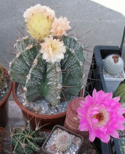  Выставка 03-05.06.2011 на Куликовом поле