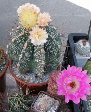  Выставка 03-05.06.2011 на Куликовом поле