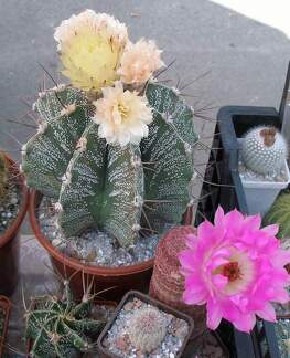  Выставка 03-05.06.2011 на Куликовом поле