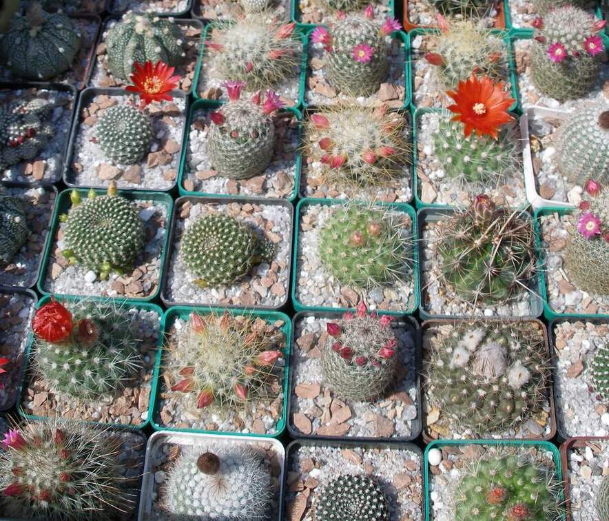  Выставка 03-05.06.2011 на Куликовом поле