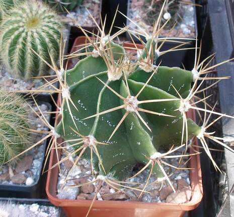  Выставка 03-05.06.2011 на Куликовом поле