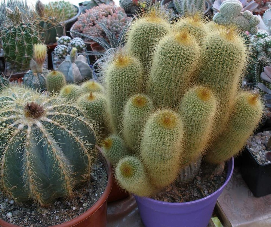  Выставка 03-05.06.2011 на Куликовом поле