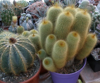  Выставка 03-05.06.2011 на Куликовом поле