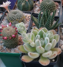  Выставка 03-05.06.2011 на Куликовом поле