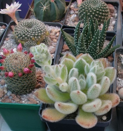  Выставка 03-05.06.2011 на Куликовом поле