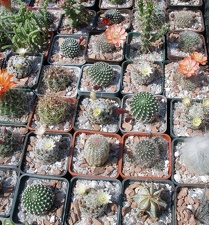  Выставка 03-05.06.2011 на Куликовом поле