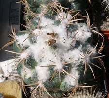  Выставка 03-05.06.2011 на Куликовом поле