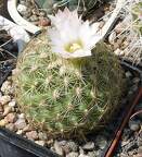  Выставка 03-05.06.2011 на Куликовом поле