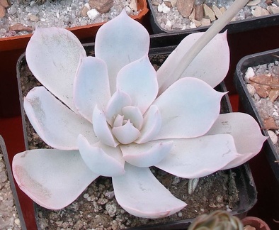  Выставка 03-05.06.2011 на Куликовом поле