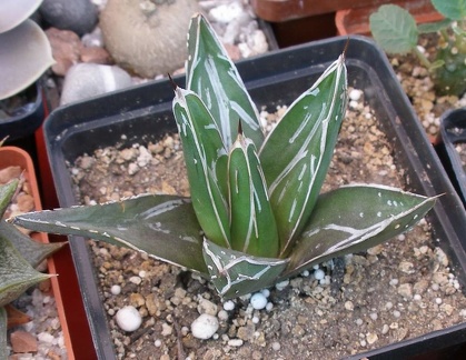  Выставка 03-05.06.2011 на Куликовом поле