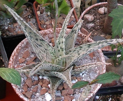  Выставка 03-05.06.2011 на Куликовом поле