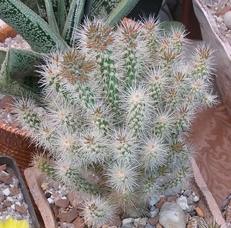  Выставка 03-05.06.2011 на Куликовом поле