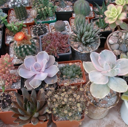  Выставка 03-05.06.2011 на Куликовом поле