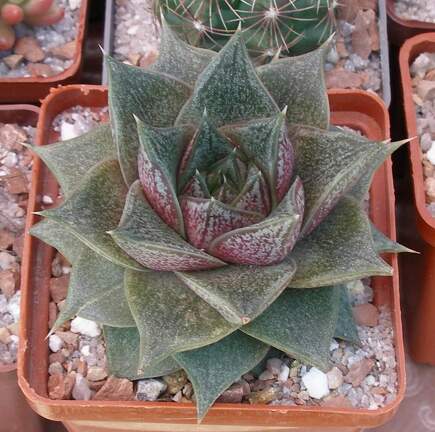  Выставка 03-05.06.2011 на Куликовом поле