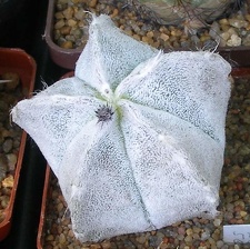  Выставка 03-05.06.2011 на Куликовом поле