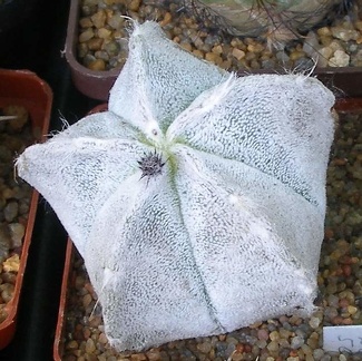  Выставка 03-05.06.2011 на Куликовом поле