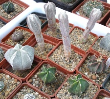  Выставка 03-05.06.2011 на Куликовом поле