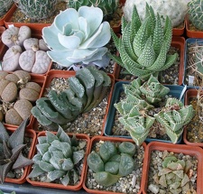  Выставка 03-05.06.2011 на Куликовом поле