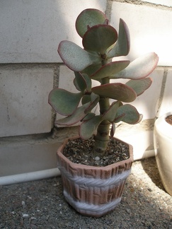 Керамическая посуда Виктора и Ольги Матвеевых