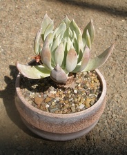 Керамическая посуда Виктора и Ольги Матвеевых