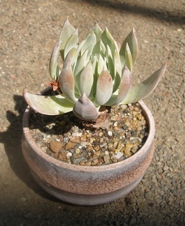 Керамическая посуда Виктора и Ольги Матвеевых