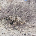 Baja (California)